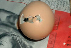 たった１個の卵２１日間電球であたためました。生まれる２日前から卵はピヨピヨ鳴きました。